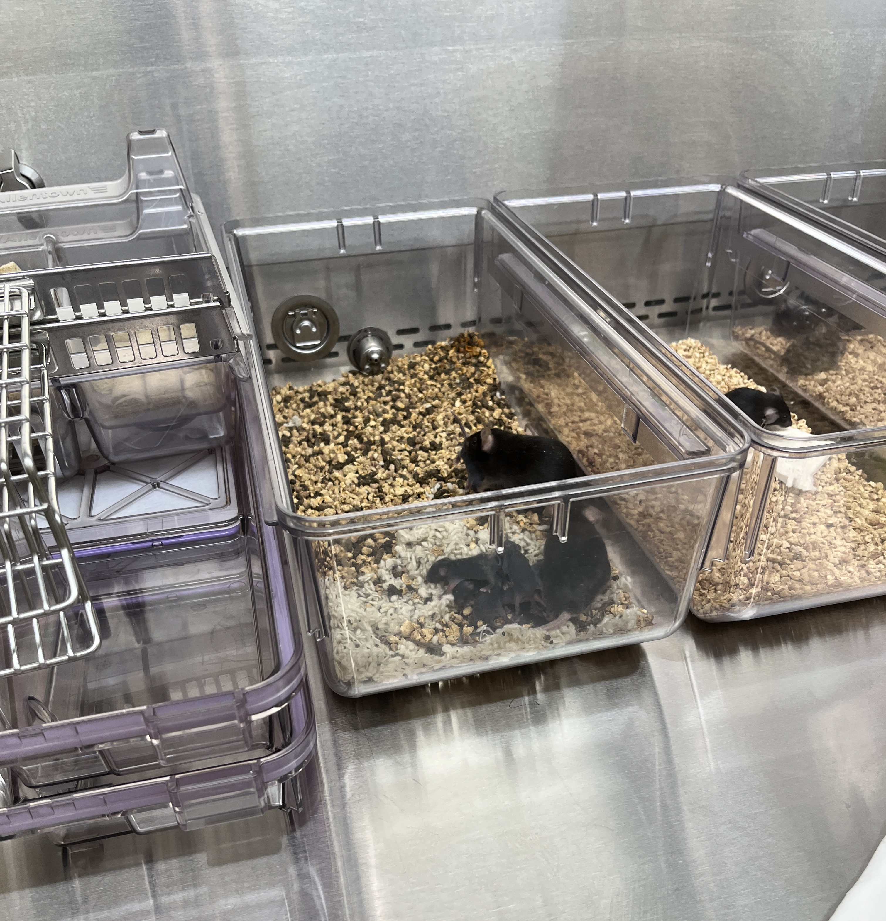 Lab Mice